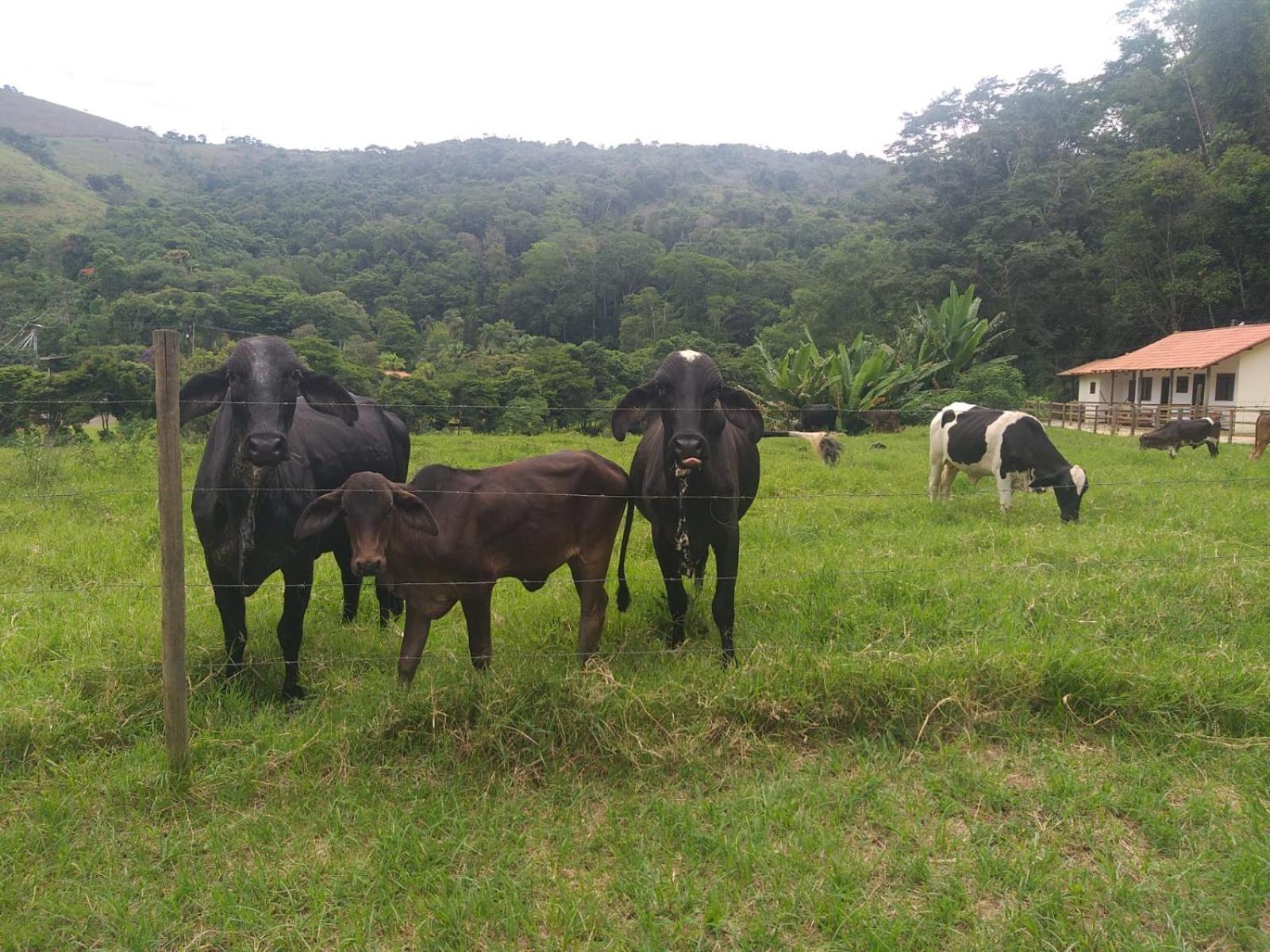Villa Fazenda Piloes à Petrópolis Extérieur photo